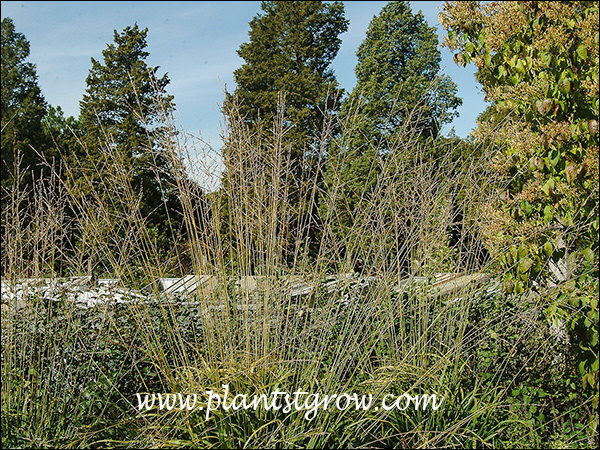 Windspeil Moor Grass (Molinia caerulea)